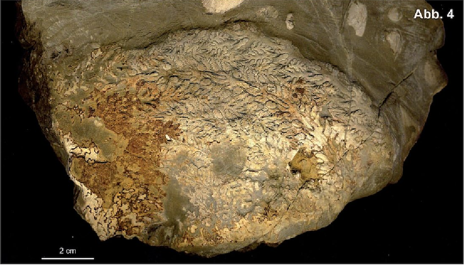 Sturia brandti n. sp., Geilsdorf, lower Meißner Formation Thuringia, Germany