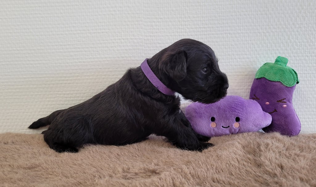 Bébé Schnauzer nain