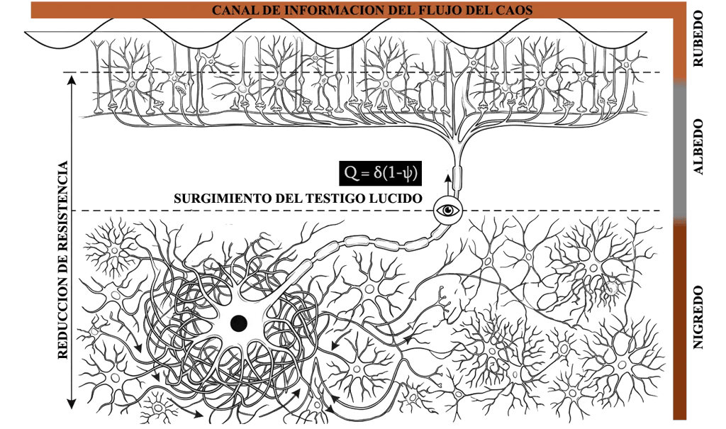 Diagrama neuronal representa la acumulación y el retorno de la consciencia a través de tres fases