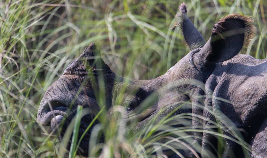 Rhino in the grass in Bardiya