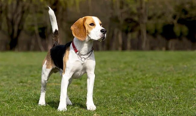 Beagle
