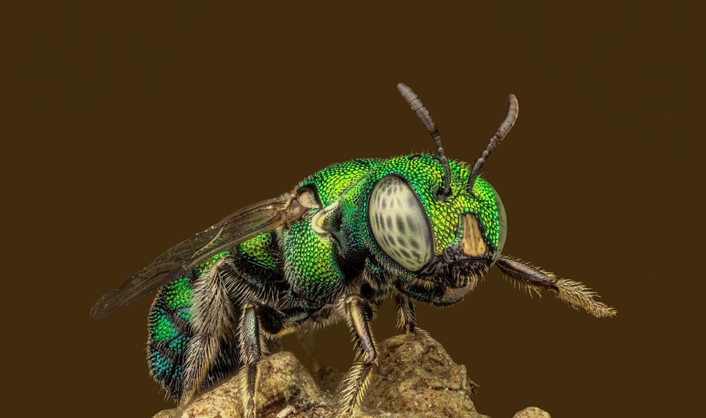 Macro Magic: How to Photograph Insects and Flowers in Stunning Sharp Detail
