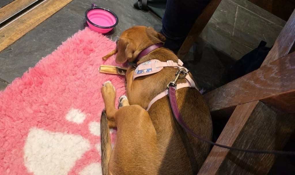 dog lying calmly on a mat in a café environment showing relaxed, settled behaviour around distractions
