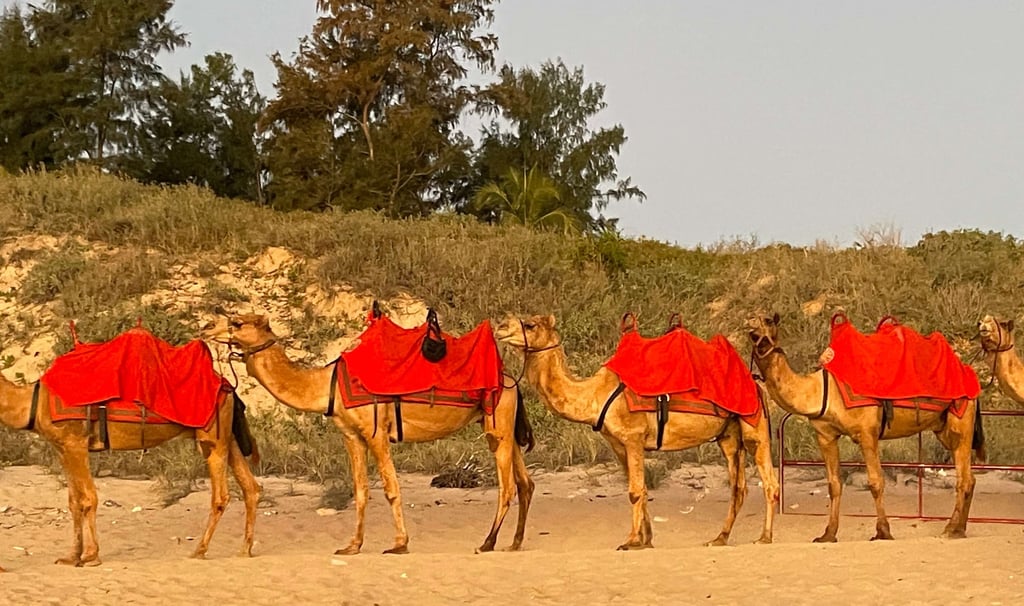 Camels on the beach in Broome WA