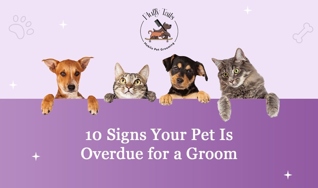 10 Signs Your Pet Needs a Groom in Qatar