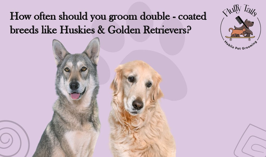How often should you groom double-coated breeds like Huskies and Golden Retrievers