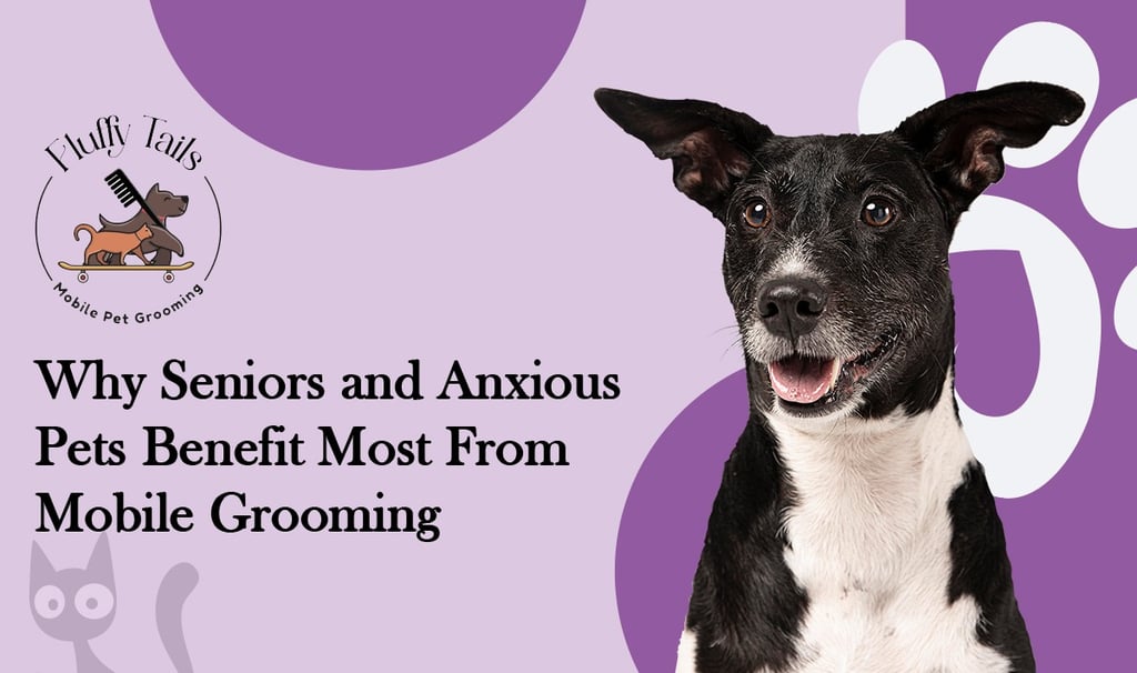 Why Seniors and Anxious Pets Benefit Most From Mobile Grooming