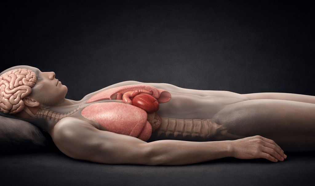 Ilustração científica realista mostrando a silhueta de um corpo humano deitado