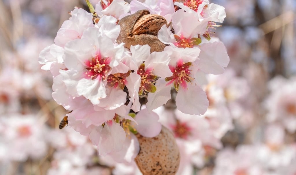 Origen y Evolución del Cultivo de Almendras en España