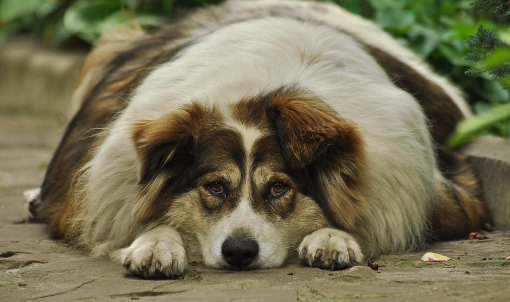 overweight unhealthy dog