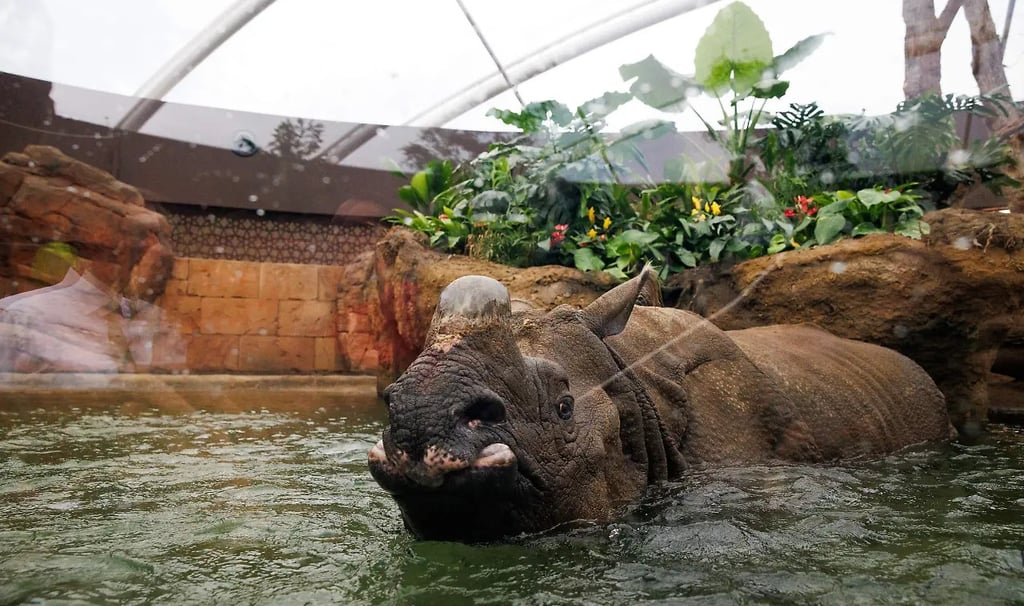 Nosorożec we wnętrzu pagody w Zoo Berlin