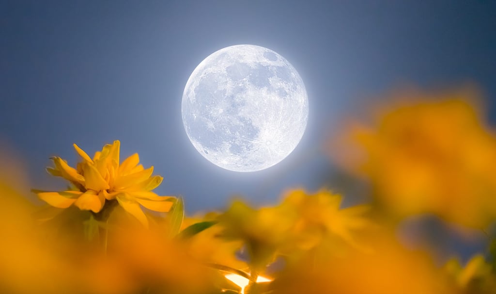 lua cheia das flores que ocorre em maio no hemisfério norte também conhecido como micro lua