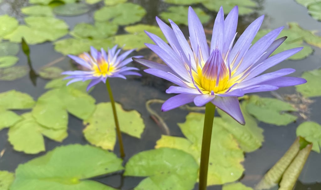 a couple of purple flowers in a pond