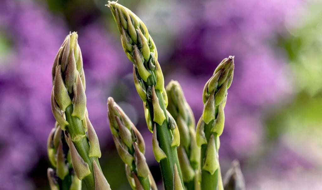 Nahaufnahme von zarten wilden Spargelspitzen in der Natur vor einem verschwommenen violetten Hintergrund