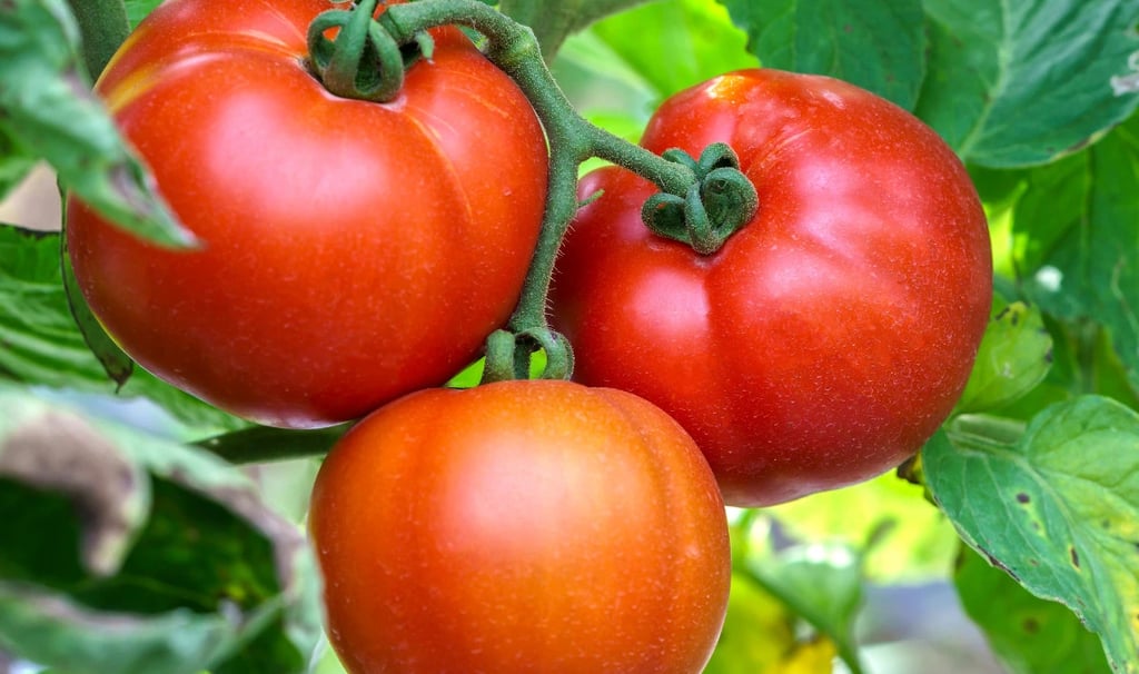 Drei große rote Tomaten direkt am grünen Strauch im Garten kurz vor der Ernte