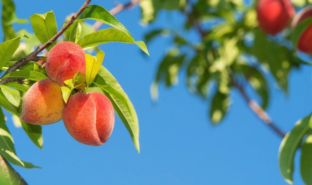 Reife Pfirsiche am Pfirsichbaum unter blauem Sommerhimmel