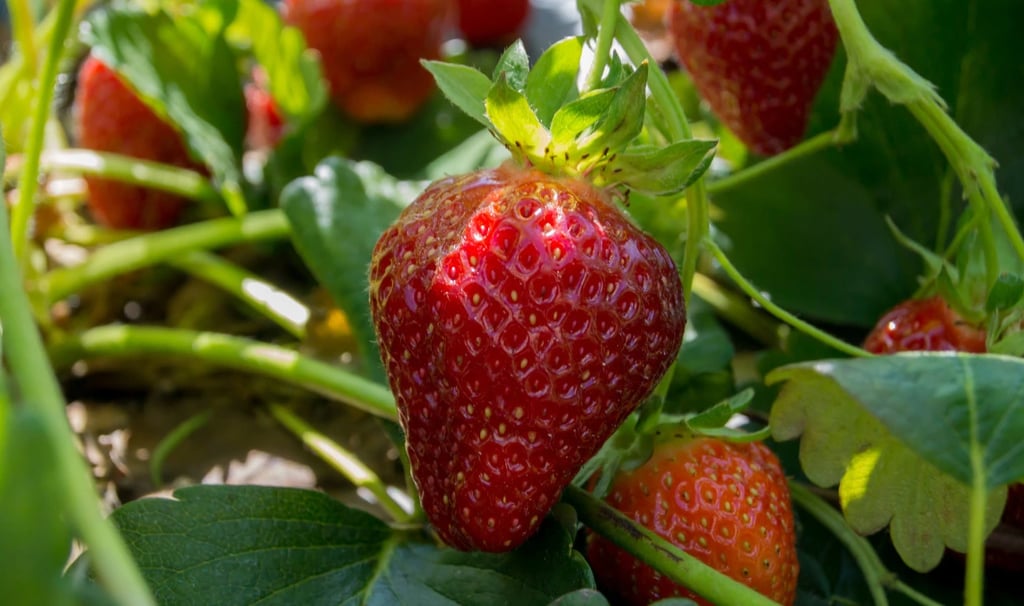 eife rote Erdbeere an der Pflanze im Garten mit grünen Blättern
