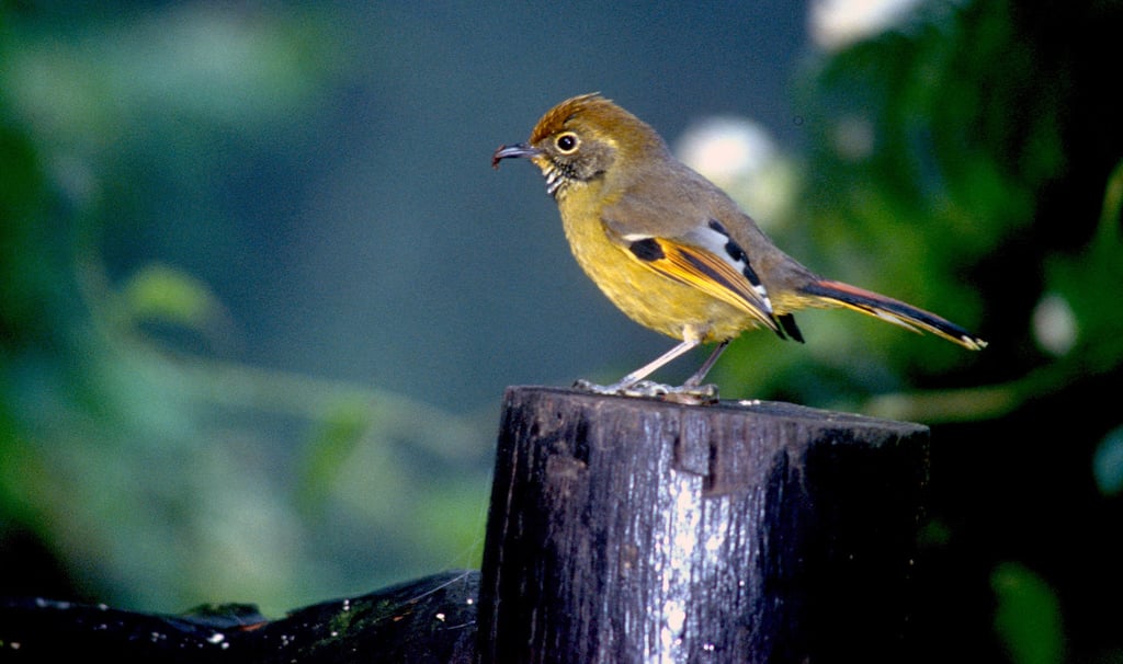 Chestnut-tailed Minla, Doi Inthanon, November 1999.
