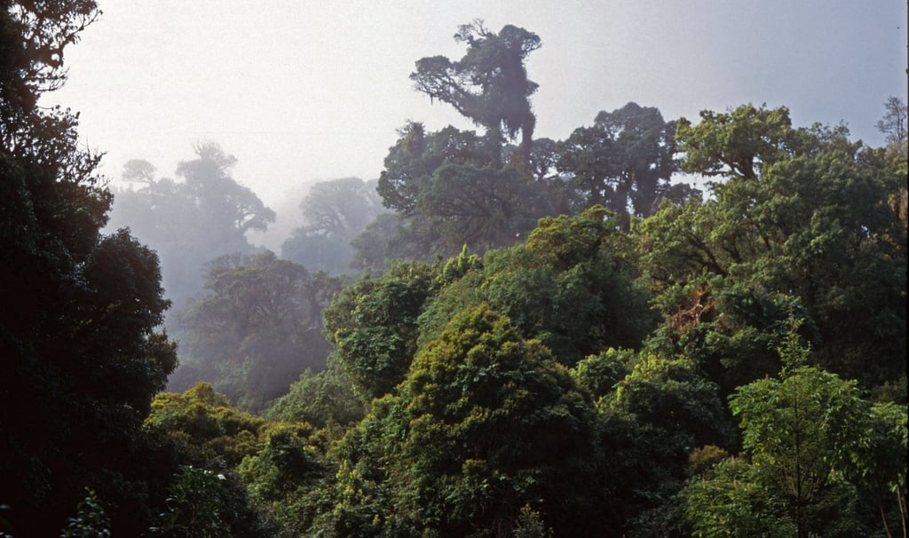 Cloud forest at Doi Inthanon.