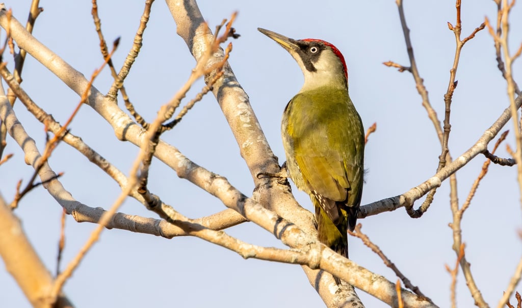 Green Woodpecker at Låte.