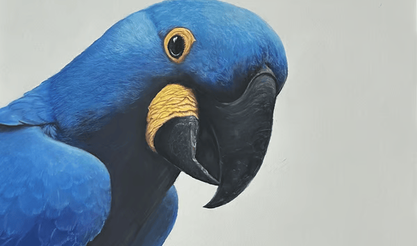 Hyacinth Macaw Original drawn in Pastels