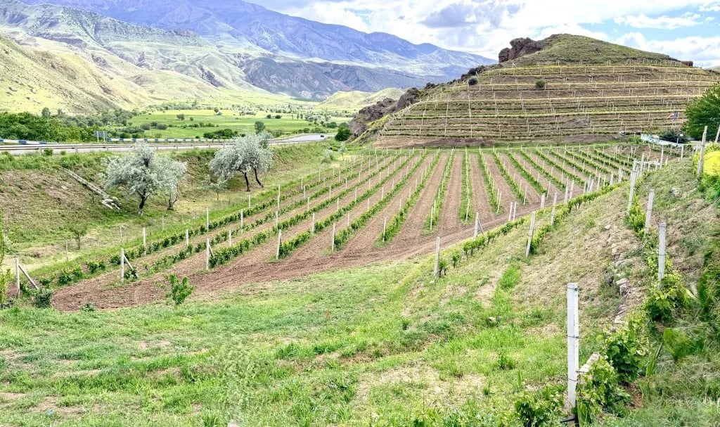 Rows of young grapevines grow in a hillside vineyard with scenic mountain views and lush green valleys.