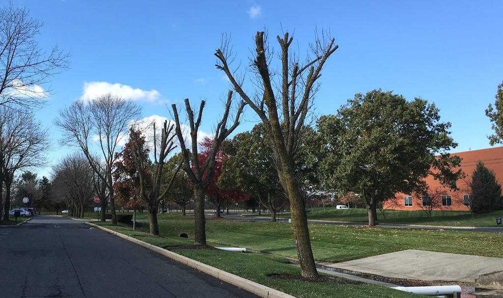 row of topped trees along road