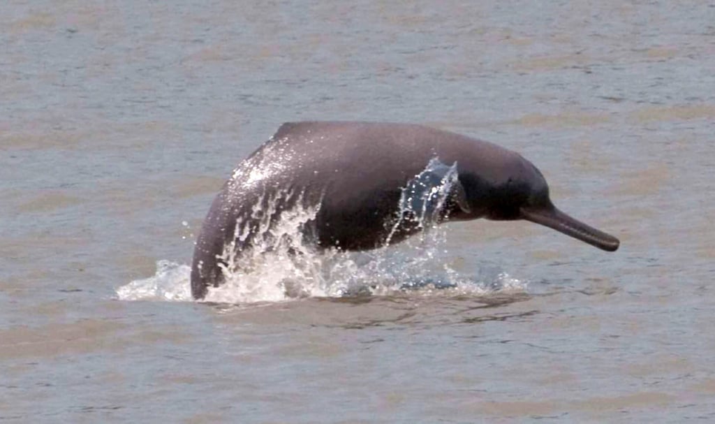 Ganges dolphin in the Mohana River
