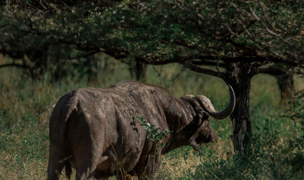 buffalo