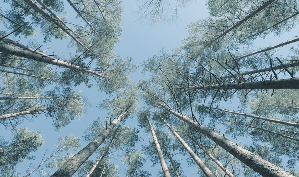 Obraz lasu symbolizujący wzrost inwestycji.
