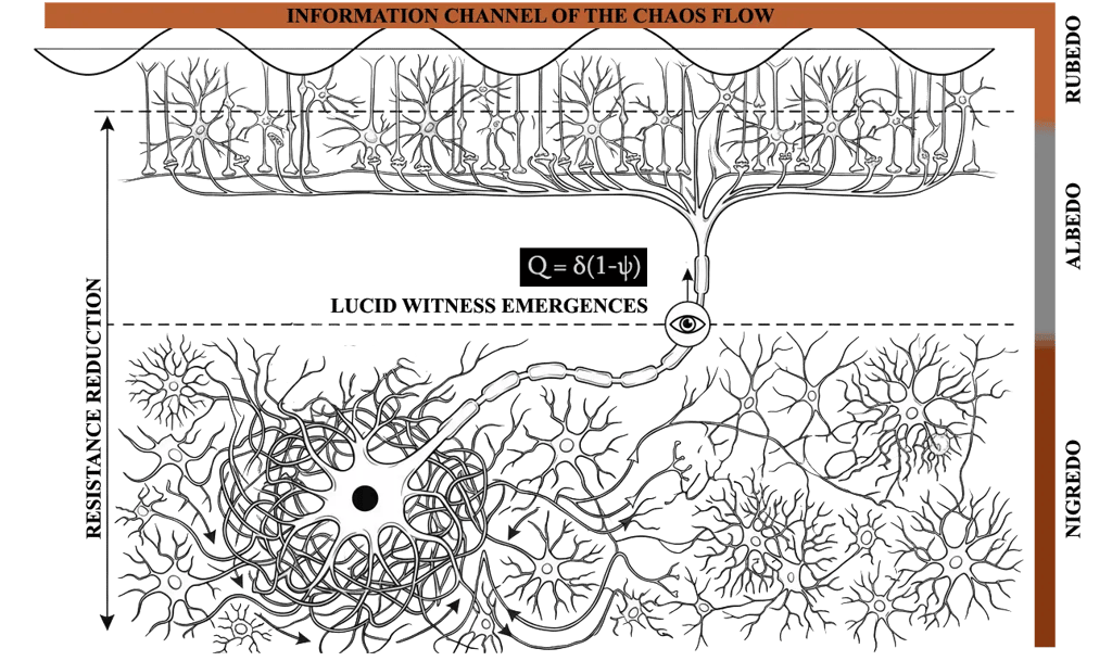 Neural diagram representing accumulation and return of consciousness across three phases