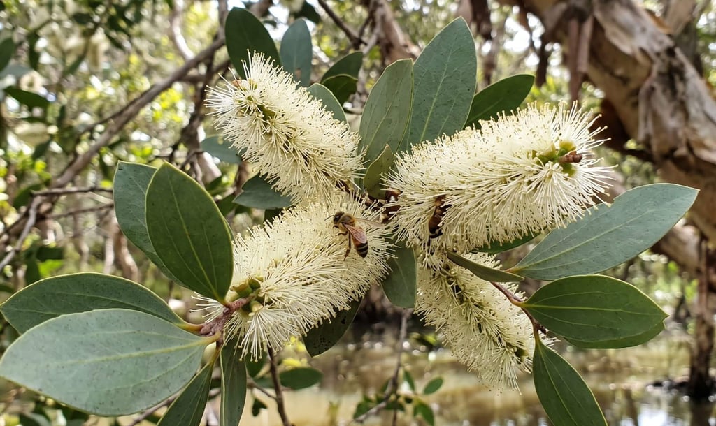 Melaleuca quinquenervia blossoms