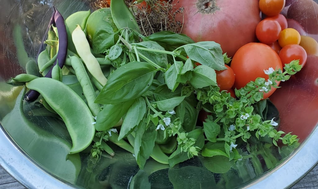 Photo of a metal bowl containing freshly picked basil, tomatoes, a few beans and snow peas, and dried dill heads
