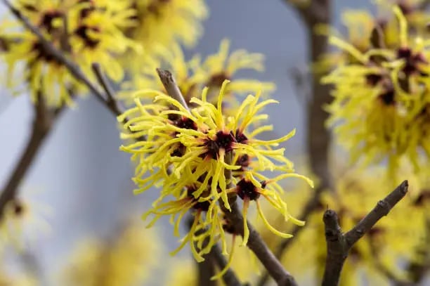 What is Witch Hazel?