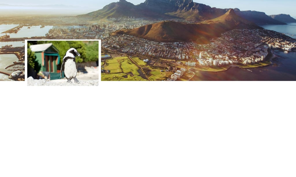 Montagem com dois cenários: pinguins descansando em uma praia rochosa com a cidade do Cabo ao fundo.