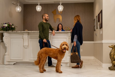 A couple checking their Goldendoodle dog into a luxury pet resort and boarding facility.