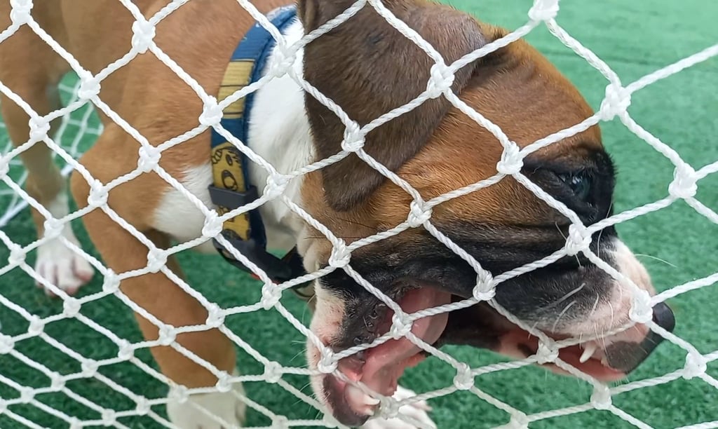 cachorro mordendo tela de proteção