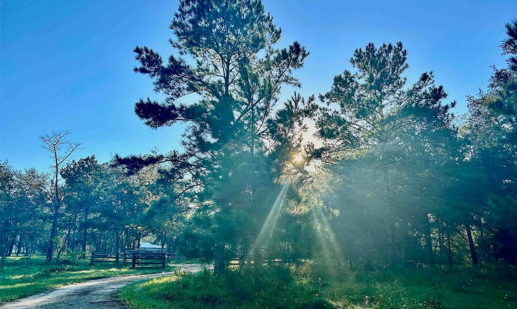 sun beaming through trees