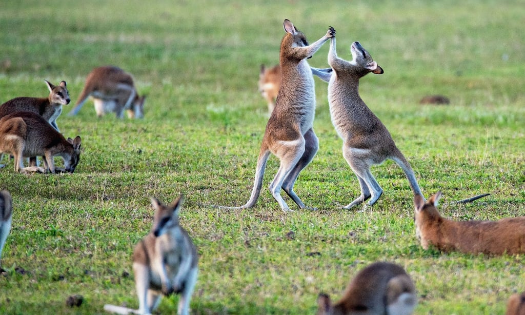 Two playful kangaroos in a field, capturing the essence of Australian wildlife