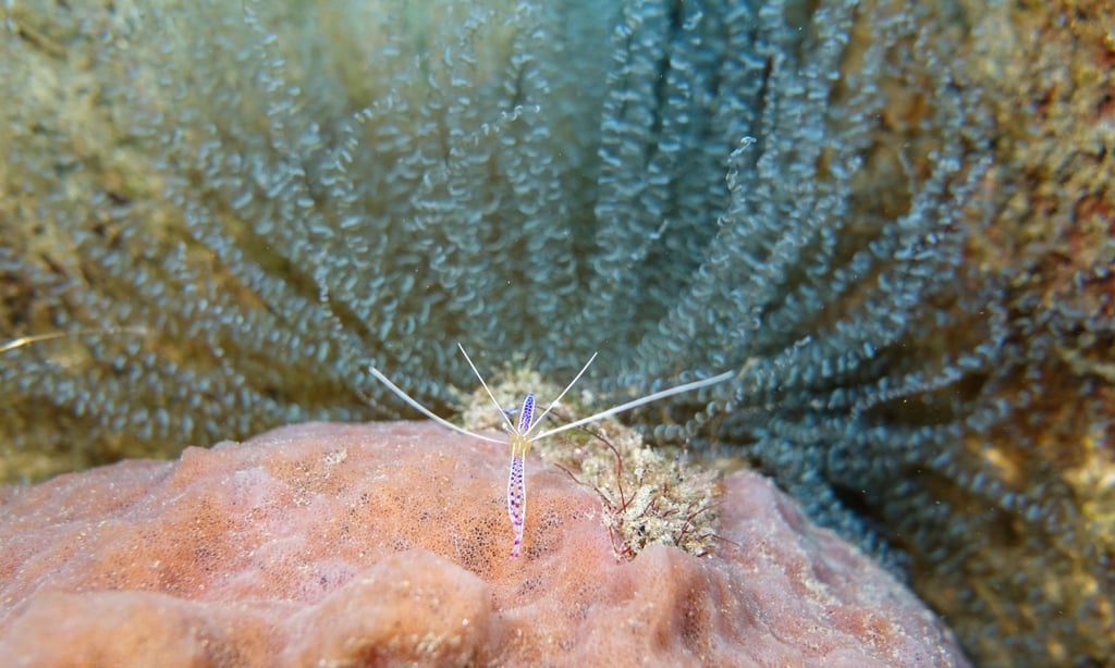 Pederson cleaner shrimp on a sponge beside a corkscrew anemone for protection