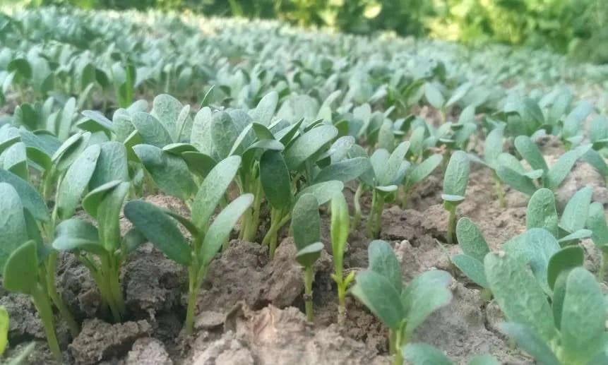 a field of green plants with a few small leaves