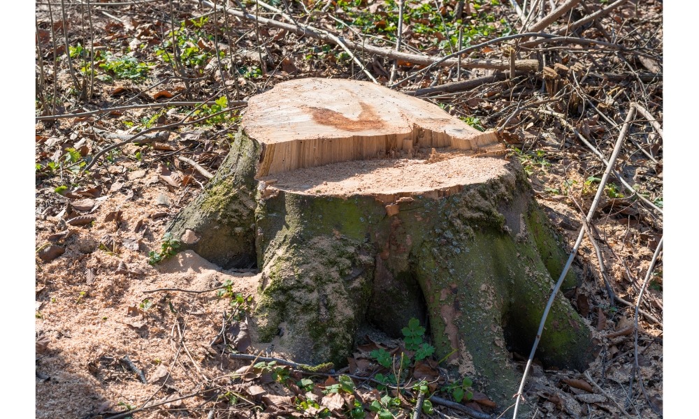 stump grinding services in praireville