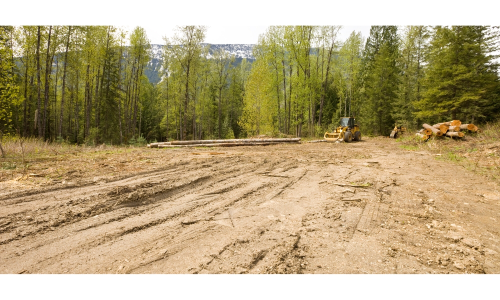 land clearing in amite louisiana