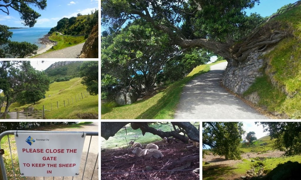 Set de fotos das trilhas e passeios em Tauranga, com vegetação, caminhos e vistas naturais.