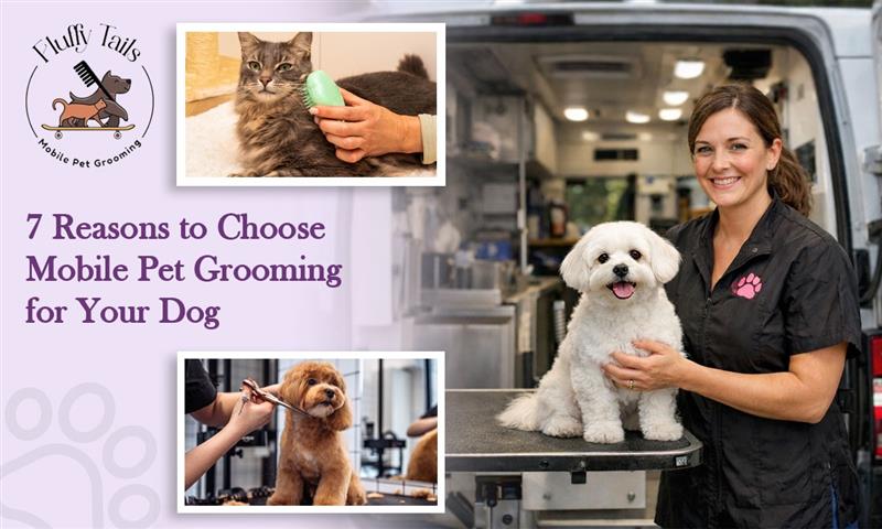 7 Reasons to Choose Mobile Pet Grooming for Your Dog Dog Grooming at Home