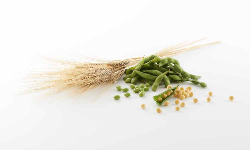 soy wheat pea