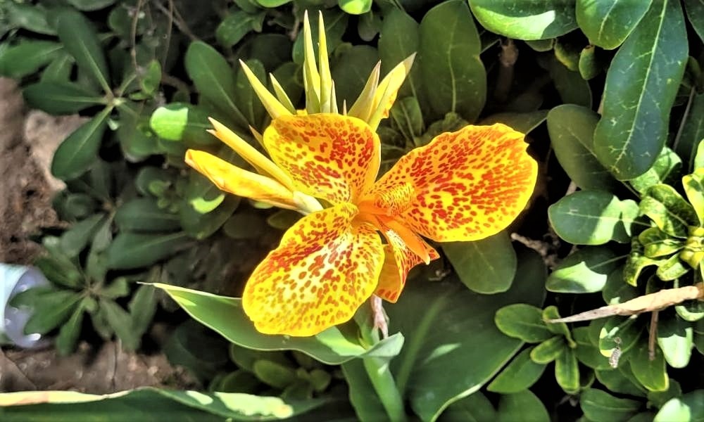 a yellow exotic flower in a green environment