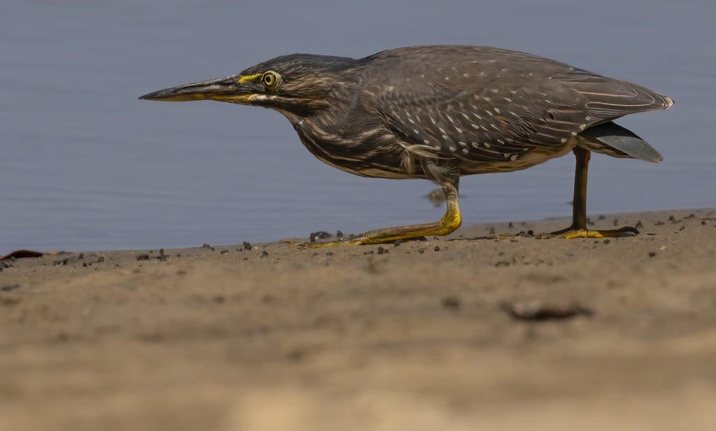 a bird with a yellow beak and a black beak