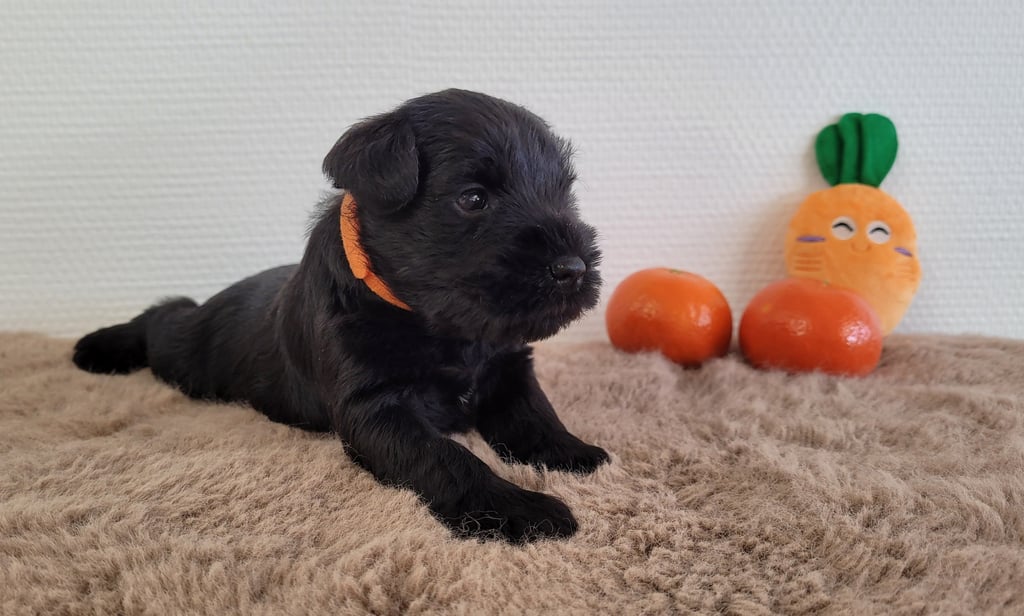 Viky des Diamants Noirs d'Also