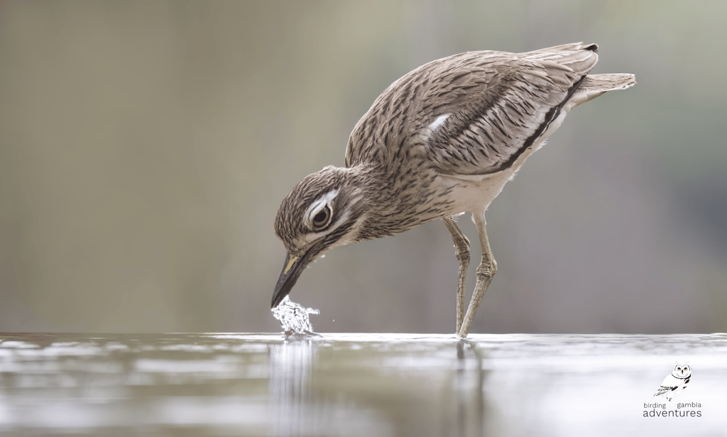 Senegal Thick-knee drinking, Mandinari River Lodge.